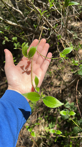 Blackfruit dogwood (Cornus sessilis)