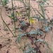 Astragalus sericeocanus - Photo (c) Denis, algunos derechos reservados (CC BY-NC), uploaded by Denis