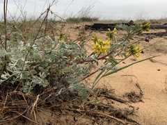 Astragalus sericeocanus