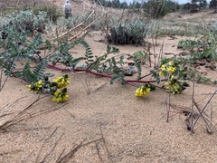 Astragalus sericeocanus