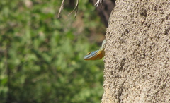 Petrosaurus thalassinus