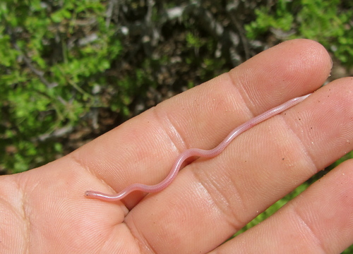 Cape Thread Snake