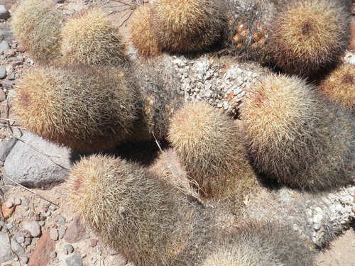 Cochemiea estebanensis, photograph 3