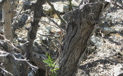 Sceloporus grandaevus