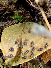 Cerastipsocus trifasciatus