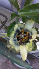 Passiflora caerulea