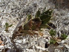 Ambrosia ilicifolia