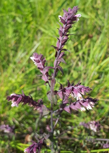 Red Bartsia