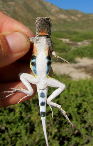 Zebra-tailed Lizard
