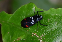 Callitettix versicolor