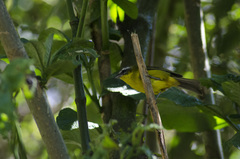 Thlypopsis superciliaris