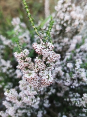 Erica paniculata