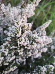 Erica paniculata