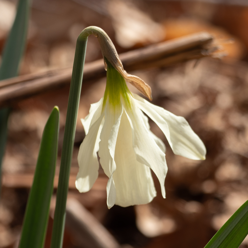 White Daffodil