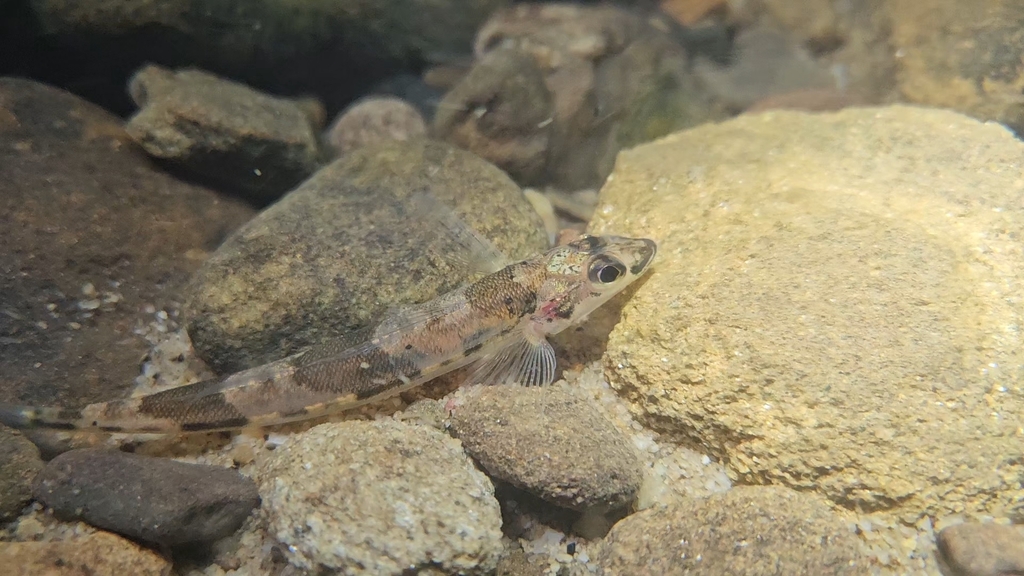 Diamond Darter
