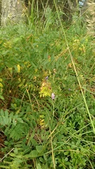 Hedysarum caucasicum