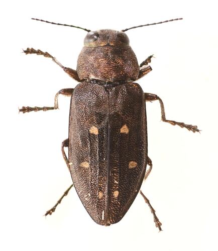 Drummond's Flathead Fir Borer photo 3