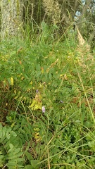 Hedysarum caucasicum