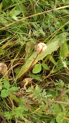 Fritillaria collina
