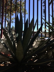 Agave obscura