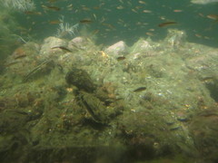 Forsterygion maryannae