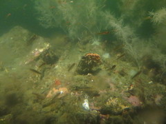 Forsterygion maryannae