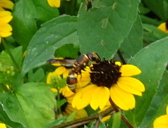Euodynerus hidalgo hidalgo