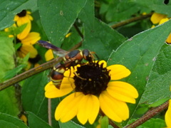 Euodynerus hidalgo hidalgo