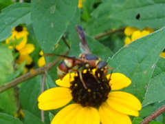 Euodynerus hidalgo hidalgo