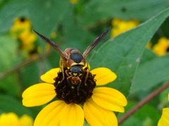 Euodynerus hidalgo hidalgo