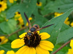 Euodynerus hidalgo hidalgo