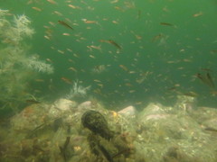 Forsterygion maryannae