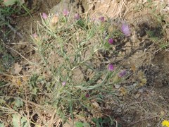 Cirsium italicum
