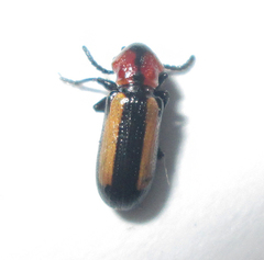 Sigrisma cylindrica
