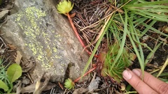 Sempervivum caucasicum