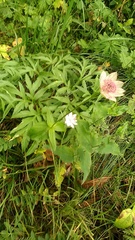 Astrantia maxima