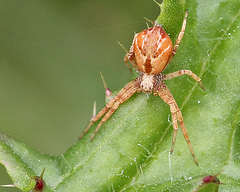 Philodromus floridensis