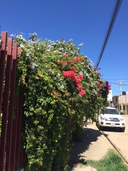 Bougainvillea