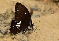 Papilio castor