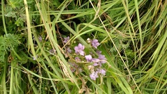 Gentianeae