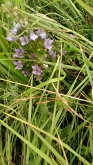 Gentianeae
