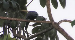 Gymnoderus foetidus