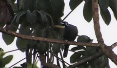 Gymnoderus foetidus