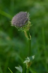 Sajanella monstrosa