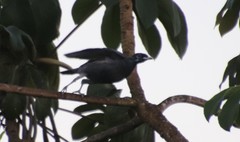 Gymnoderus foetidus