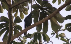 Gymnoderus foetidus
