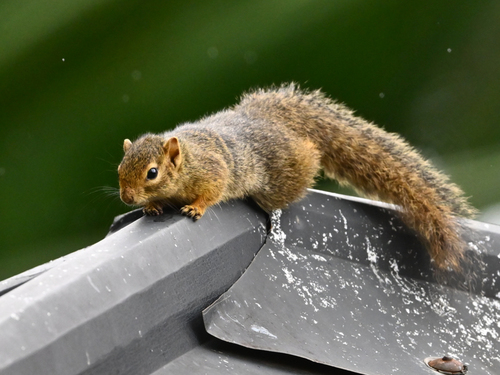 Ochre Bush Squirrel