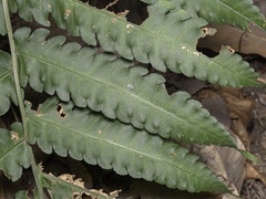 Pleocnemia irregularis