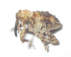 Ancylocnemis