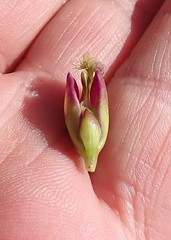 Polygala recognita